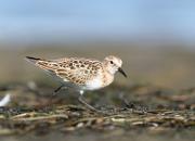 Calidris minuta