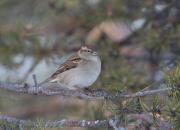 Passer domesticus