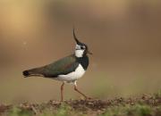 Vanellus vanellus