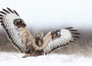 Buteo lagopus