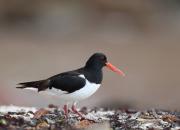 Haematopus ostralegus