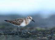 Calidris minuta