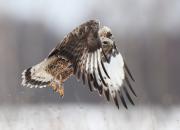 Buteo lagopus
