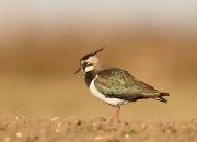 Vanellus vanellus