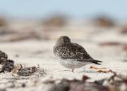 Calidris maritima