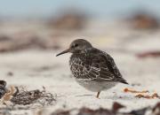 Calidris maritima