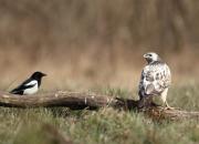 Buteo buteo