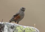 Prunella collaris