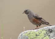 Prunella collaris