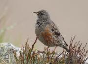 Prunella collaris