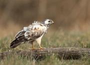 Buteo buteo