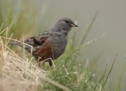 Prunella collaris
