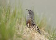 Prunella collaris