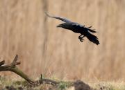 Corvus corax
