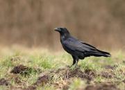 Corvus corax
