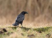Corvus corax