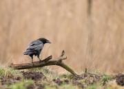 Corvus corax
