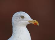 Larus argentatus