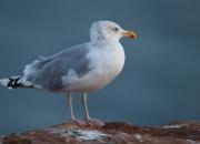 Larus argentatus