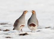 Perdix perdix
