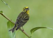 Serinus serinus