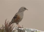 Prunella collaris