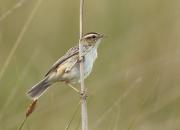 Acrocephalus paludicola