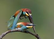 Merops apiaster