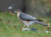 Accipiter nisus