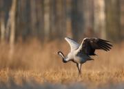 Grus grus