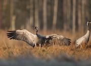 Grus grus