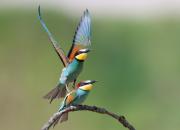 Merops apiaster