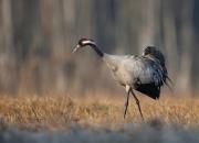 Grus grus