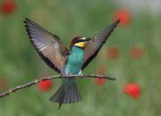 Merops apiaster