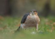 Accipiter nisus