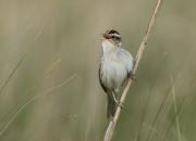 Acrocephalus paludicola
