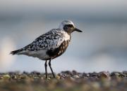 Pluvialis squatarola