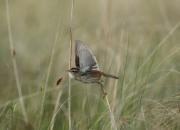 Acrocephalus paludicola