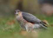 Accipiter nisus
