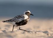 Pluvialis squatarola