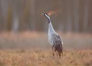Grus grus