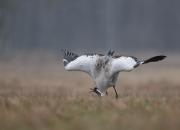 Grus grus