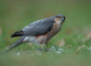 Accipiter nisus