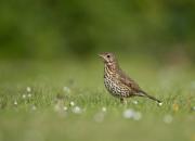 Turdus philomelos