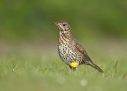 Turdus philomelos