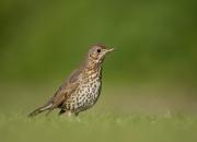 Turdus philomelos