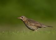 Turdus philomelos