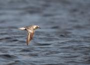 Pluvialis squatarola