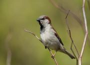 Passer domesticus