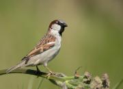 Passer domesticus